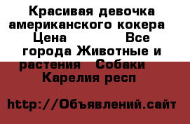 Красивая девочка американского кокера › Цена ­ 35 000 - Все города Животные и растения » Собаки   . Карелия респ.